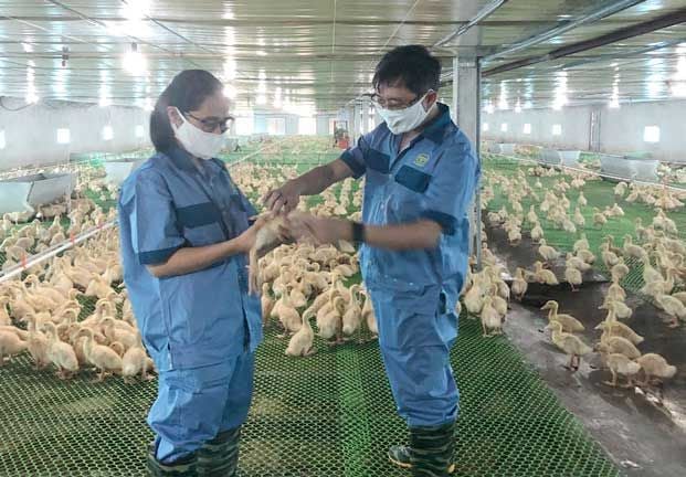 Làm giàu từ nuôi vịt công nghệ cao