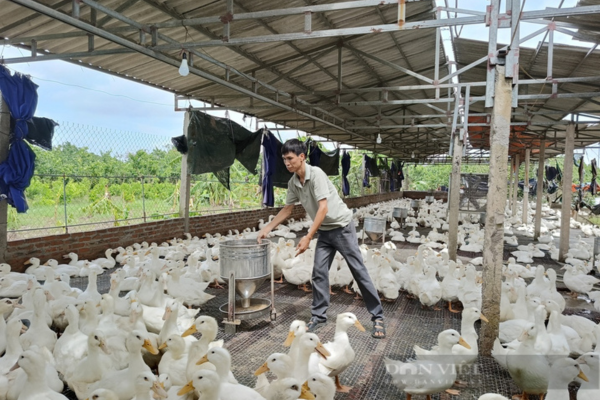 Đang nuôi vịt có lãi hàng trăm triệu đồng/năm, nhiều nông dân ở Hưng Yên còn muốn bán tín chỉ carbon cho thế giới