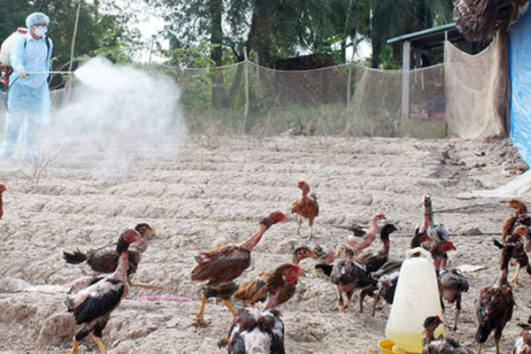Phương pháp khử trùng trong chăn nuôi gia cầm