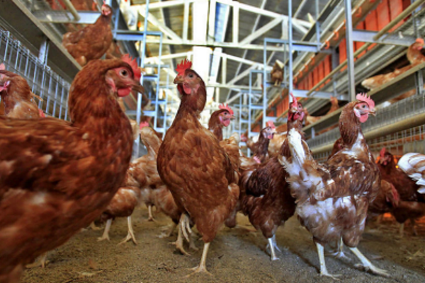 Chăn nuôi gà đẻ không lồng: Bước tiến mới của ngành chăn nuôi Việt Nam