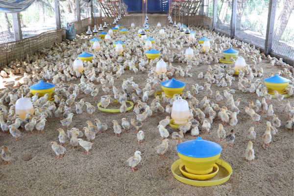 Thúc đẩy phát triển chăn nuôi hữu cơ để hướng tới một nền nông nghiệp an toàn, bền vững