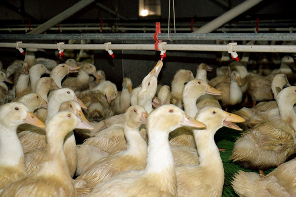 Nông dân miền núi Nghệ An thu tiền tỷ từ nuôi vịt trong nhà