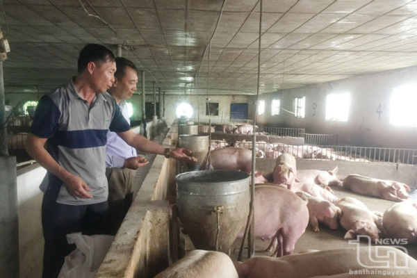 Làm giàu từ chăn nuôi gia công