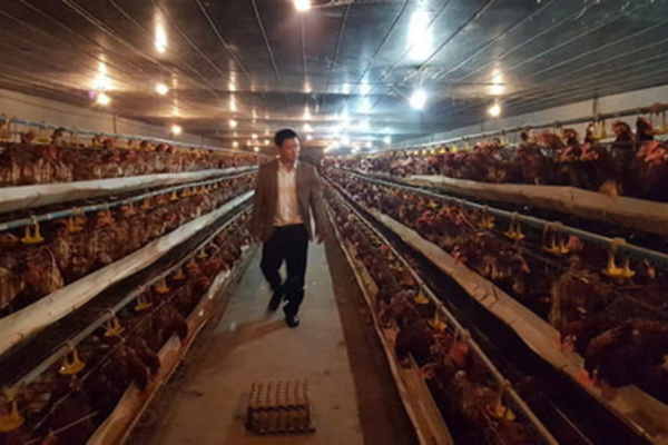 Cầu kỳ trang trại nuôi gà hướng tới đẻ trứng omega 3