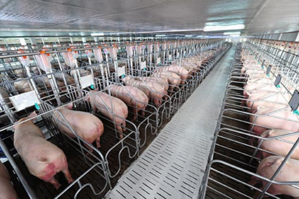 Ngành chăn nuôi ứng dụng công nghệ cao phát triển mạnh