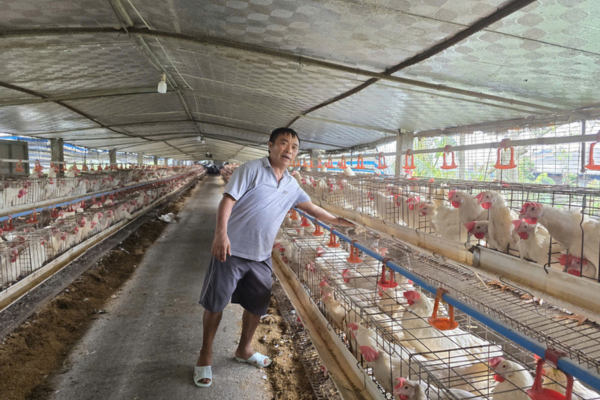 Ngành chăn nuôi tự tin vực dậy, đảm bảo cung thực phẩm cho 100 triệu dân