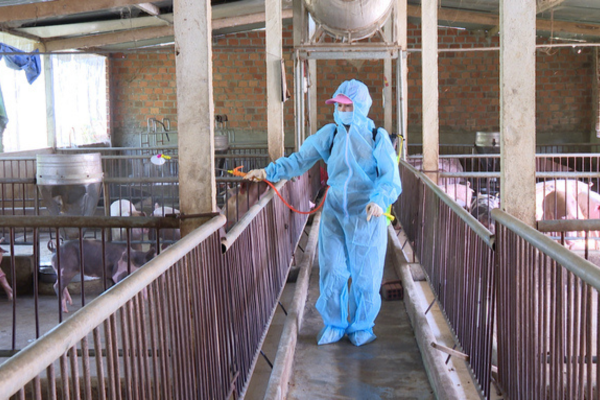 Tái đàn heo bền vững: Đi theo hướng an toàn sinh học