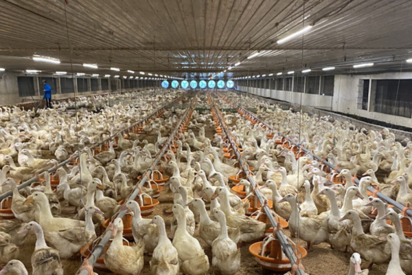 Khuyến khích phát triển chăn nuôi trang trại có kiểm soát dịch bệnh