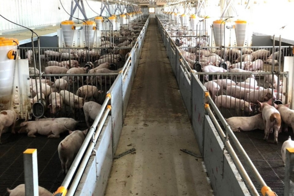 Đưa ngành chăn nuôi heo vào quy củ