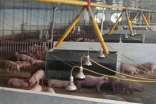 Nuôi lợn bằng app điện thoại