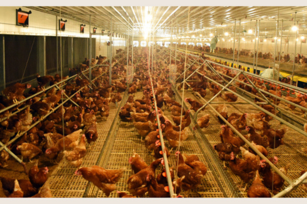 Chăn nuôi nhân đạo vì tương lai nhân văn hơn cho ngành thực phẩm