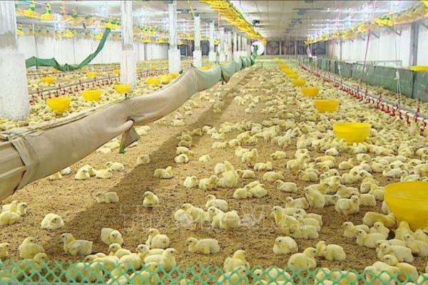 Nông dân tích cực tái đàn chăn nuôi phục vụ thị trường cuối năm