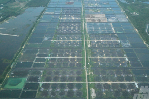 Bí quyết tôm khỏe dù thời tiết đỏng đảnh