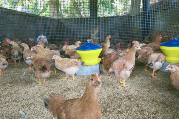 Đòn bẩy thoát nghèo từ những đàn gà dự án