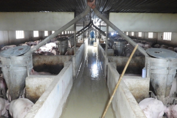 Bứt tốc chăn nuôi công nghệ cao