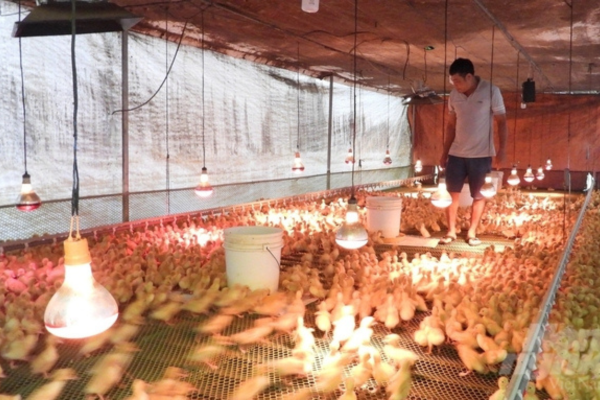 Nuôi vịt chuồng lạnh hạn chế rủi ro