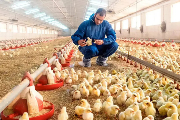 8 xu hướng chăn nuôi gia cầm hiện đại