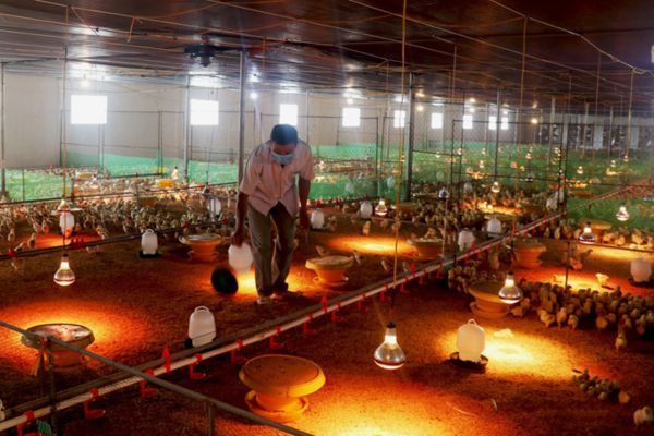 Hiệu quả liên kết chăn nuôi gia cầm theo hình thức gia công