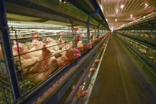 Chính phủ ban hành loạt chính sách hỗ trợ phát triển chăn nuôi