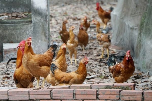 Dành tỷ lệ nhất định cho chăn nuôi nông hộ