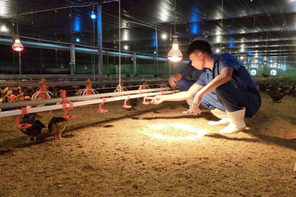 Xử lý hiệu quả nguồn chất thải chăn nuôi