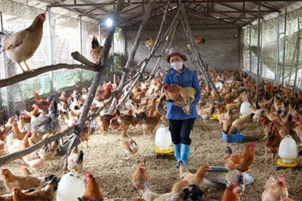 Chăm sóc đàn vật nuôi trong mùa mưa