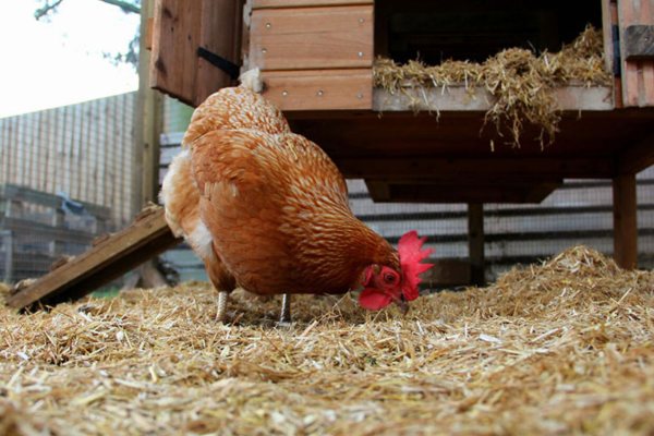 Kinh nghiệm khử mùi hôi chuồng gà