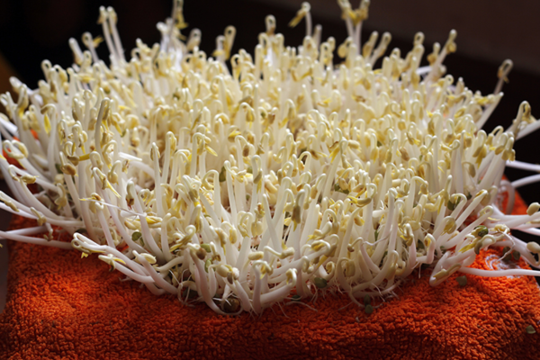 Cách làm giá đỗ không cần tưới nước