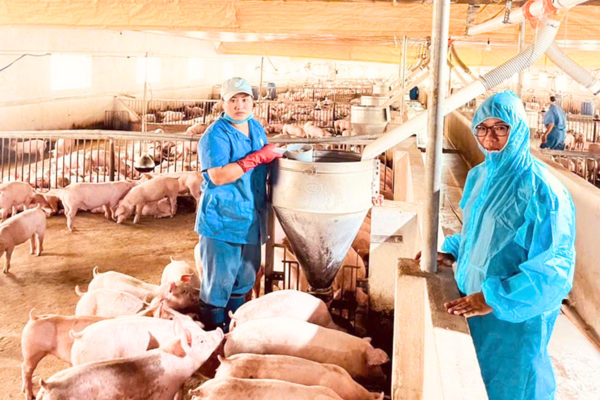 Trồng đa cây, nuôi đa con là nuôi con gì, trồng kiểu nào mà một chị nông dân Gia Lai thu hàng tỷ/năm?