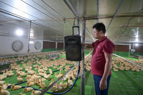 Trang trại vịt 30.000 con được 'ru' bằng âm nhạc