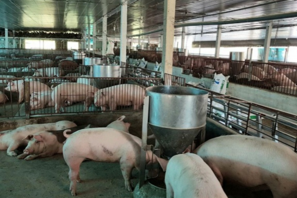 Kon Tum chú trọng phát triển chăn nuôi công nghệ cao, an toàn dịch bệnh