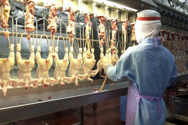 Người Việt thích thịt gà nội địa hơn nhập khẩu