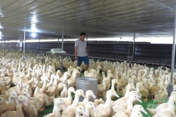 Nuôi vịt chuồng lạnh hạn chế rủi ro