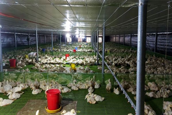 Tuân thủ kỹ thuật, chăn nuôi vịt thương phẩm hiệu quả cao