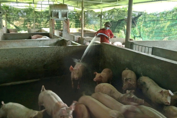 Chăn nuôi liên kết, hết lo đầu ra