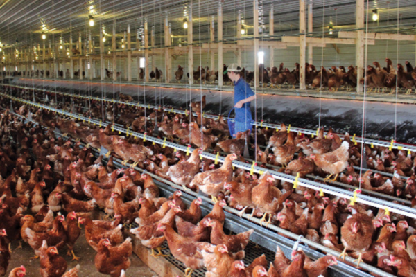 Châu Á chạy đua sản xuất trứng gà hạnh phúc