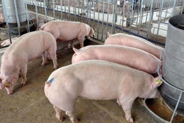 Quy trình nuôi dưỡng và chăm sóc heo thịt