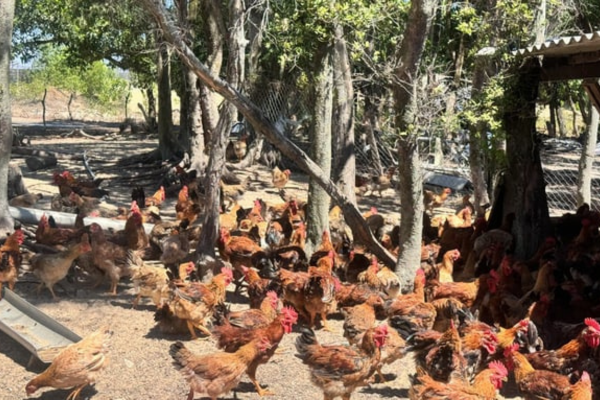 Tạo 'khu vui chơi' cho gà trên cát