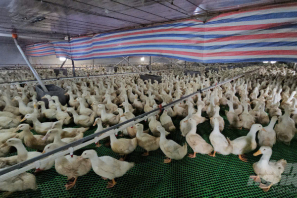 Cho vịt ở… khách sạn