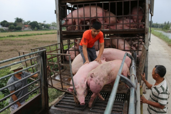 Nguồn cung heo về các chợ đầu mối giảm mạnh