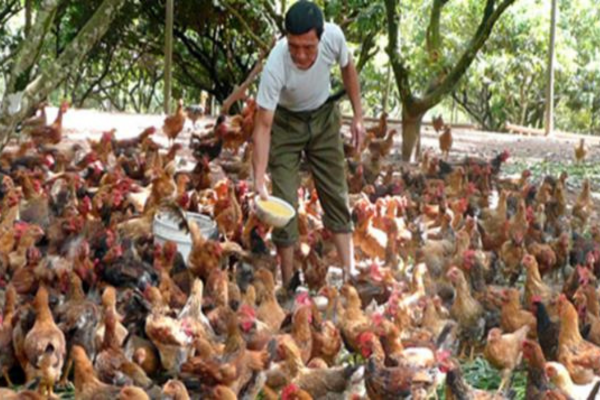 Hướng dẫn đảm bảo an toàn và khôi phục chăn nuôi sau bão lũ