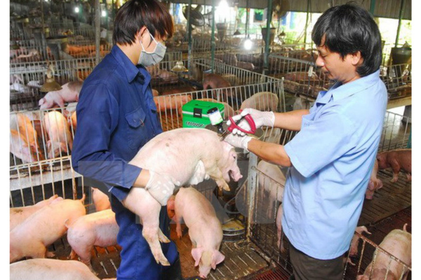 Cơ hội phát triển chăn nuôi theo tín hiệu thị trường