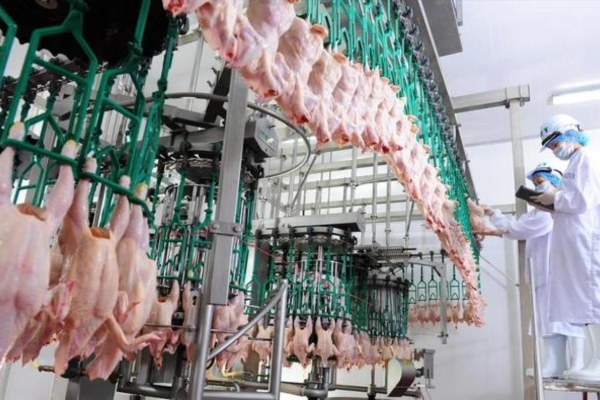 Việt Nam đang đàm phán xuất khẩu thịt gà sang Trung Quốc, Hàn Quốc, sản phẩm chăn nuôi kỳ vọng thu tỷ đô