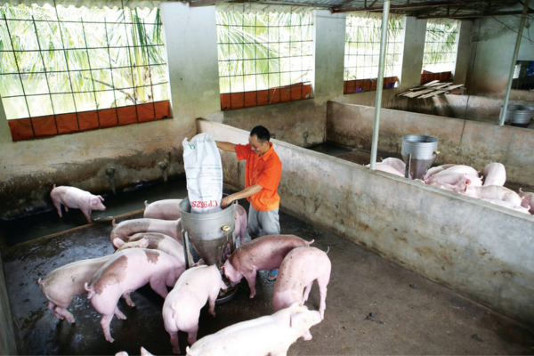 Đồng Nai sản xuất gần 2 triệu tấn thức ăn chăn nuôi