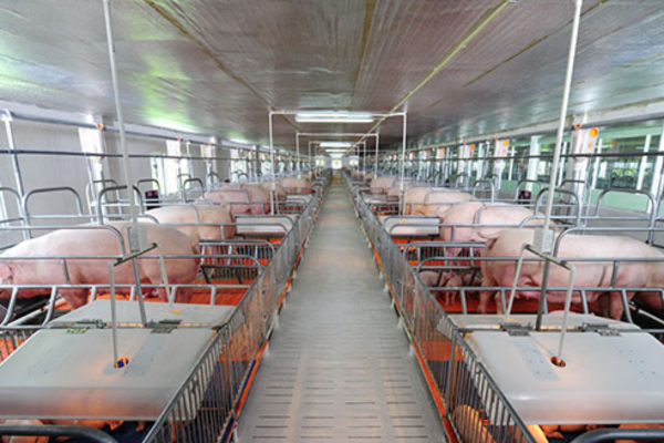 Thịt heo an toàn CP