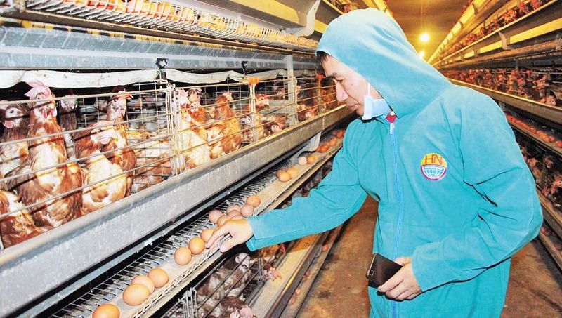 Bình Phước đẩy mạnh chăn nuôi theo chuỗi giá trị