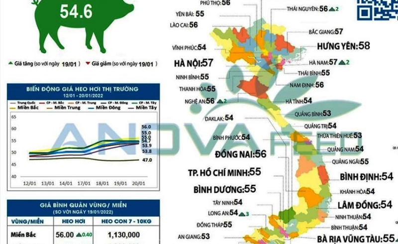 Giá lợn hơi tiếp tục “phi mã”