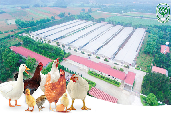 Ngành kinh doanh giống gia cầm của C.P. Việt Nam