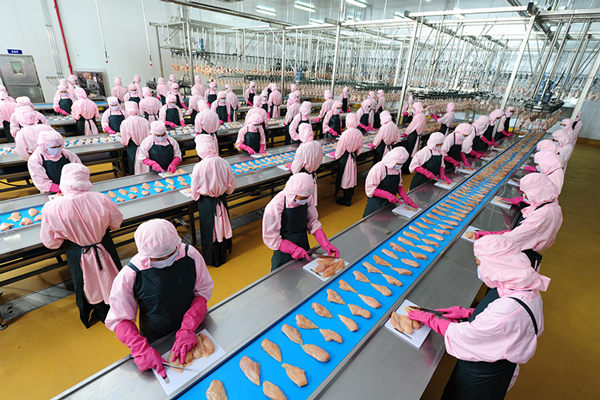 Những “ngôi sao sáng” trong ngành chăn nuôi