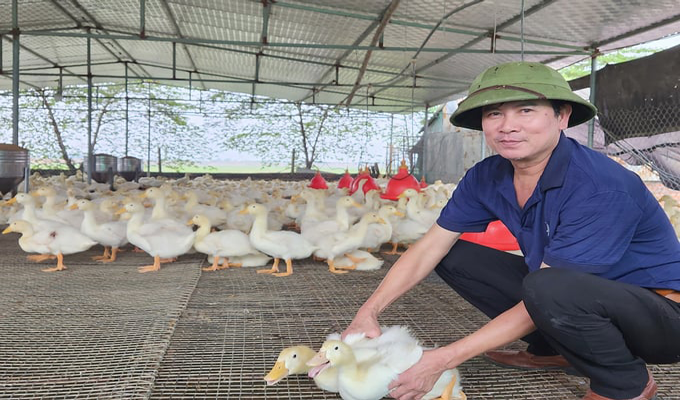 Nuôi mỗi lứa 2.000 vịt siêu thịt, cả năm dư sức lãi trăm triệu đồng